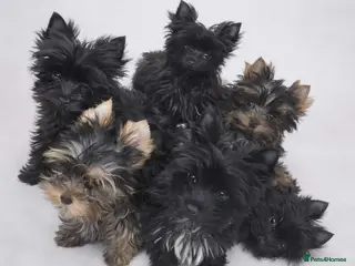 Yorkshire Terrier dogs Yorkshire Terrier - Advert 5