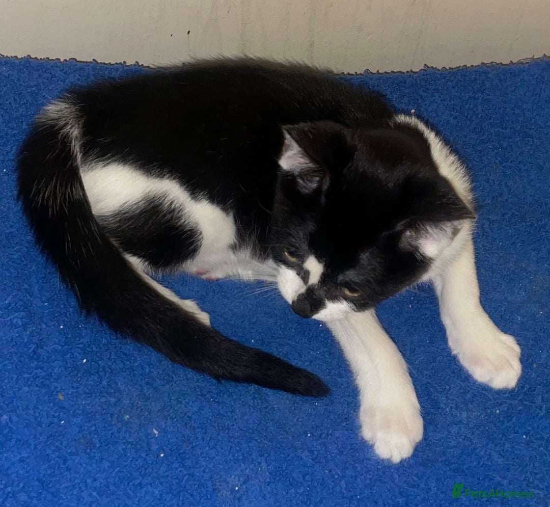 Mixed Breed cats for sale: Kittens for sale - Advert 14