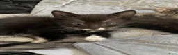 Domestic Shorthair cats for sale: 3 female kittens - Advert 7