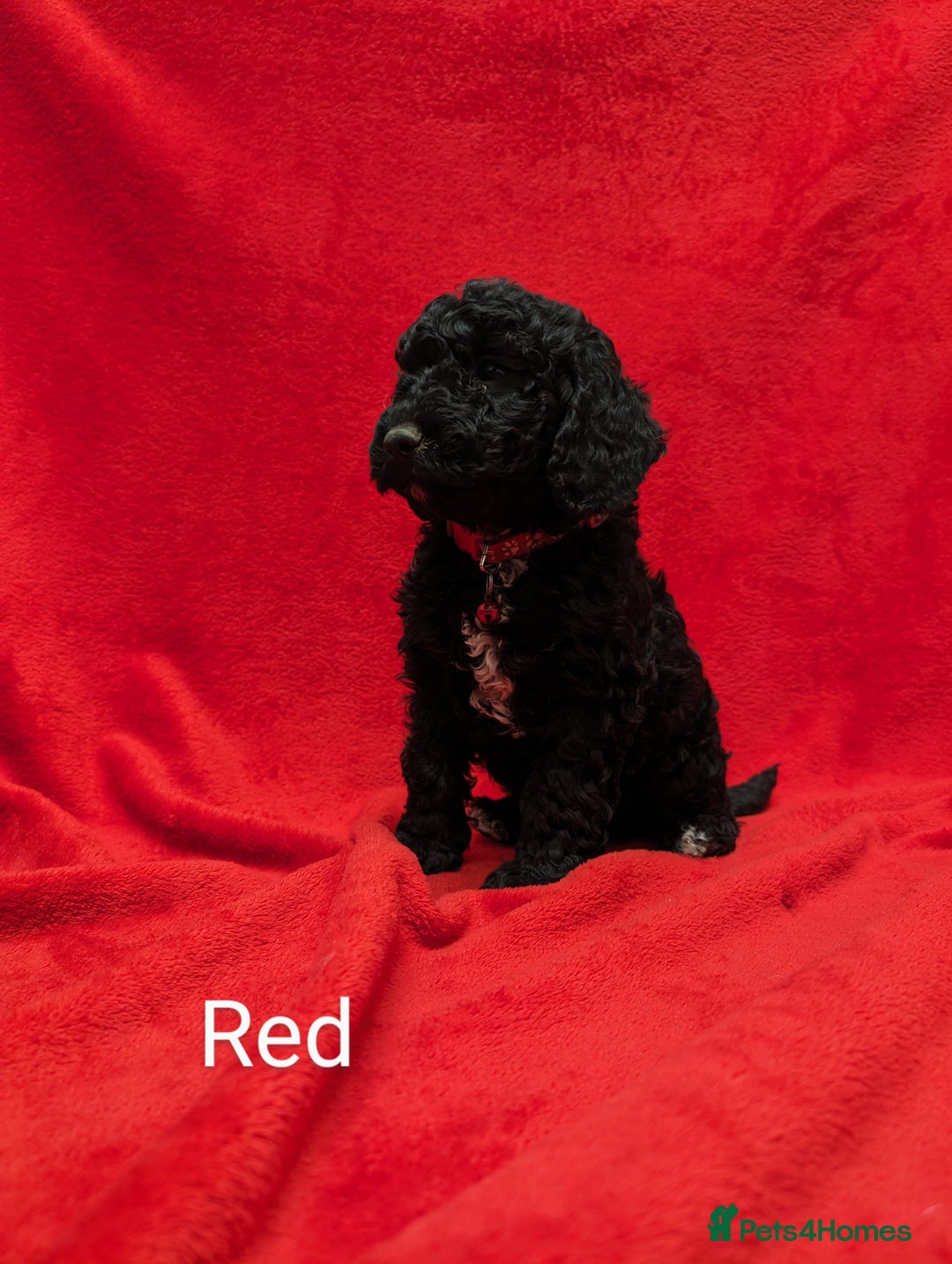 Sproodle dogs for sale: Beautiful F1b Sproodle Pups, 4 Boys & 4 Girls - Image 7