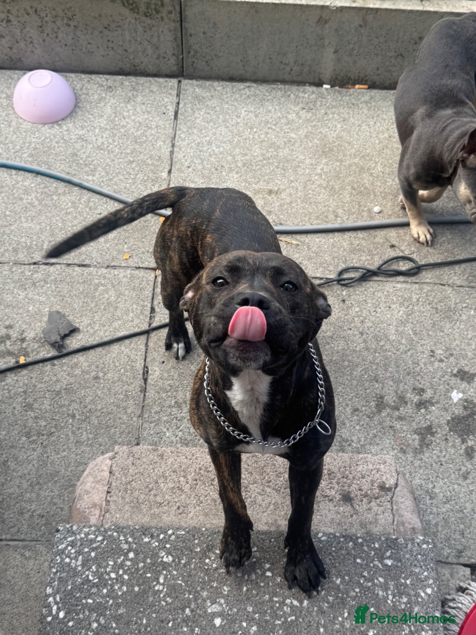 Mixed Breed dogs Staffy X Mastiff  - Advert 1