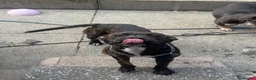 Mixed Breed dogs for sale: Staffy  ** tiff  in Liverpool - Advert 1