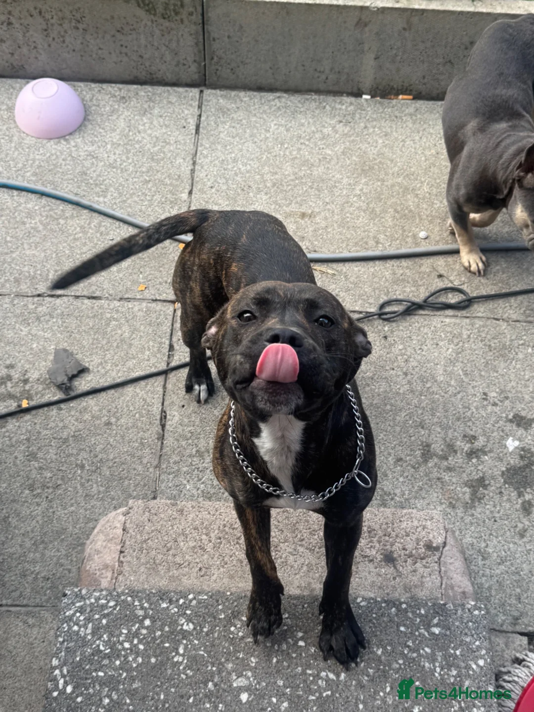 Mixed Breed dogs for sale: Staffy  ** tiff  in Liverpool - Advert 1