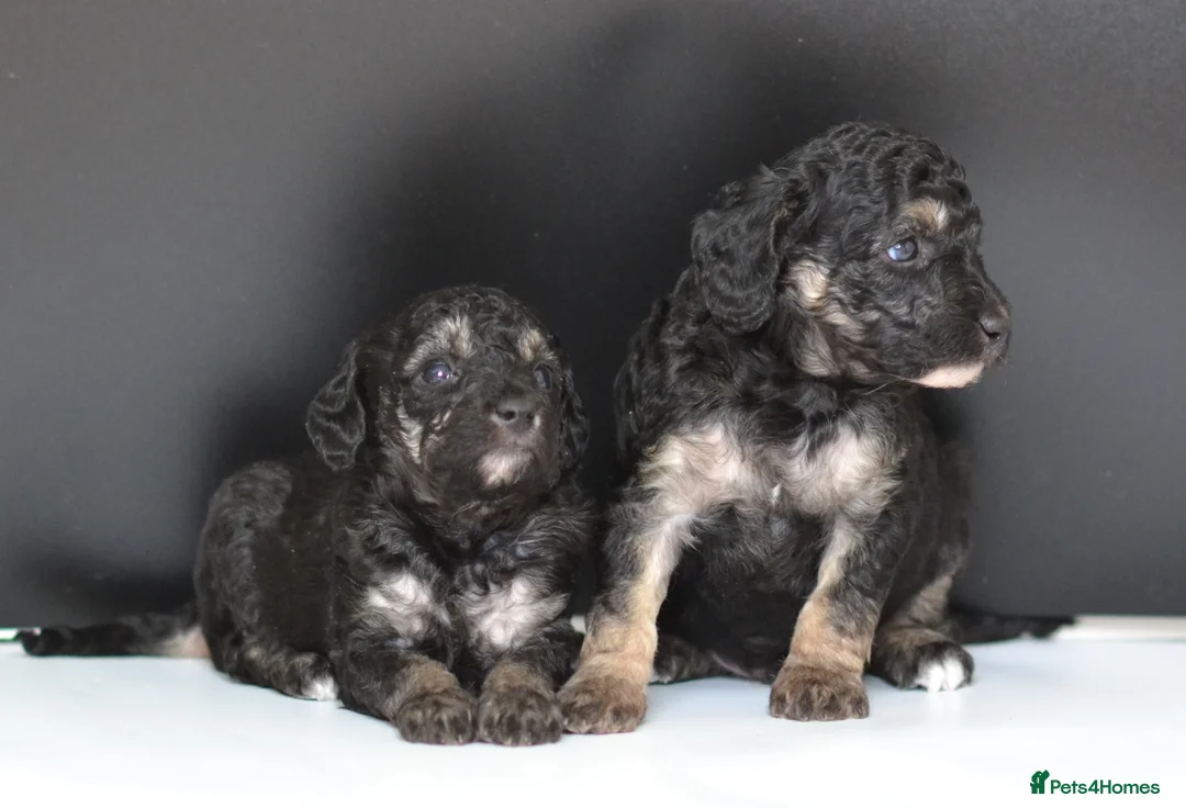 Miniature Poodle dogs for sale: Miniature poodle puppies from DNA tested parents.  - Advert 25
