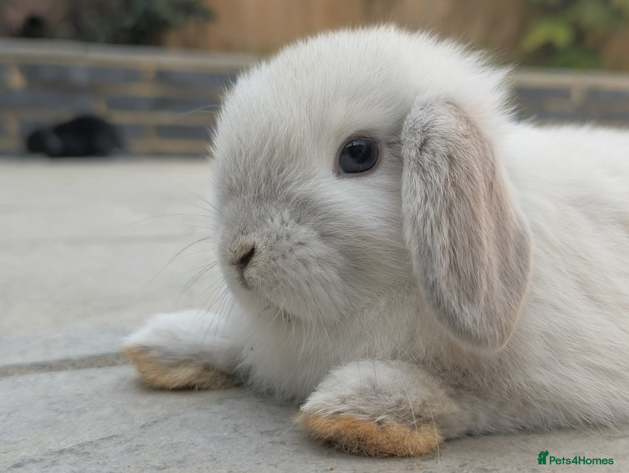 Mini Lop rabbits Mini lop  - Advert 1