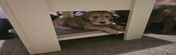 Cockapoo dogs for sale: LAST 2BOYS AVAILABLE  F1 cockapoo puppies  - Advert 3