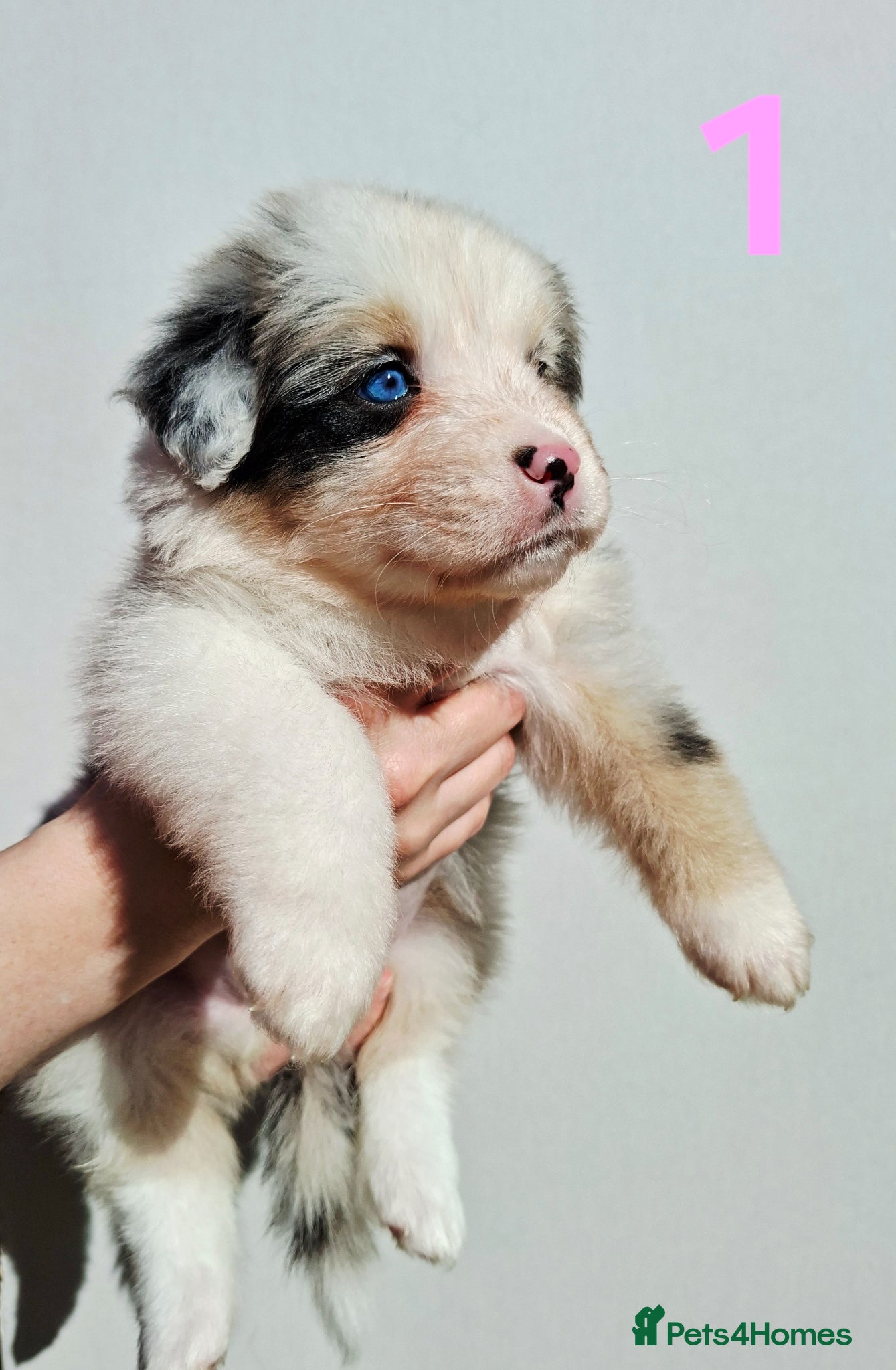 Australian Shepherd dogs ​🐾 Beautiful Australian Shepherd Puppies 🐾 - Advert 2