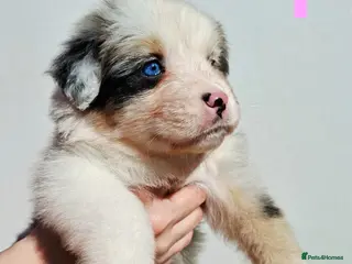 Australian Shepherd dogs 🐾 Beautiful Australian Shepherd Puppies 🐾 - Advert 2