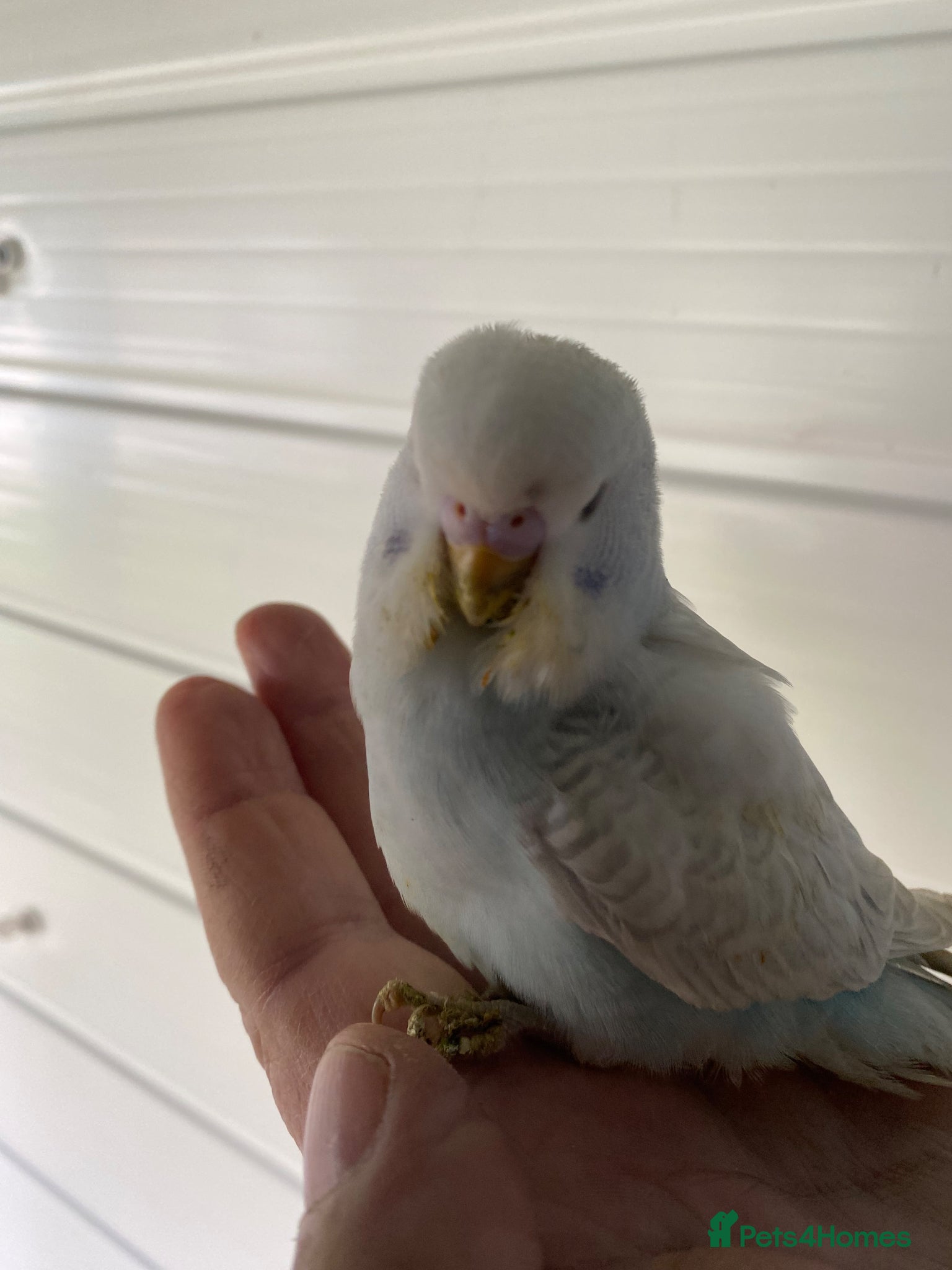 Budgerigars birds Young budgies available  - Advert 2