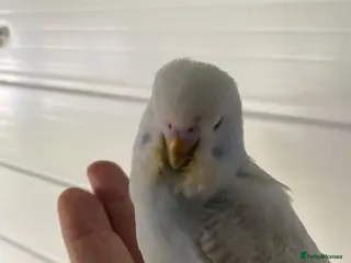 Budgerigars birds Young budgies available - Advert 2