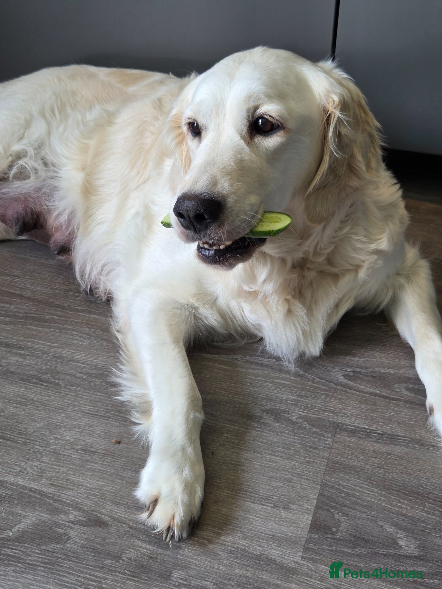 Golden Retriever dogs ✨ KC Golden pups raised with love 🐾 - Advert 10