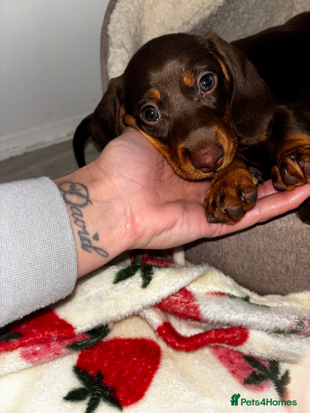 Dachshund dogs for sale: Mini long and smooth hair dachshund puppies  - Image 21