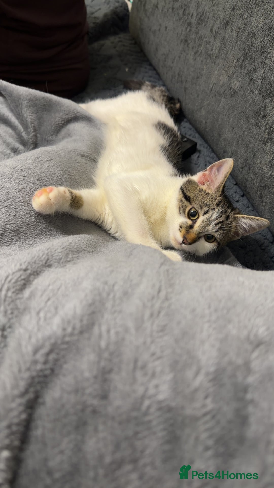 Domestic Shorthair cats for sale: Looking for a new home for Milo  - Advert 4