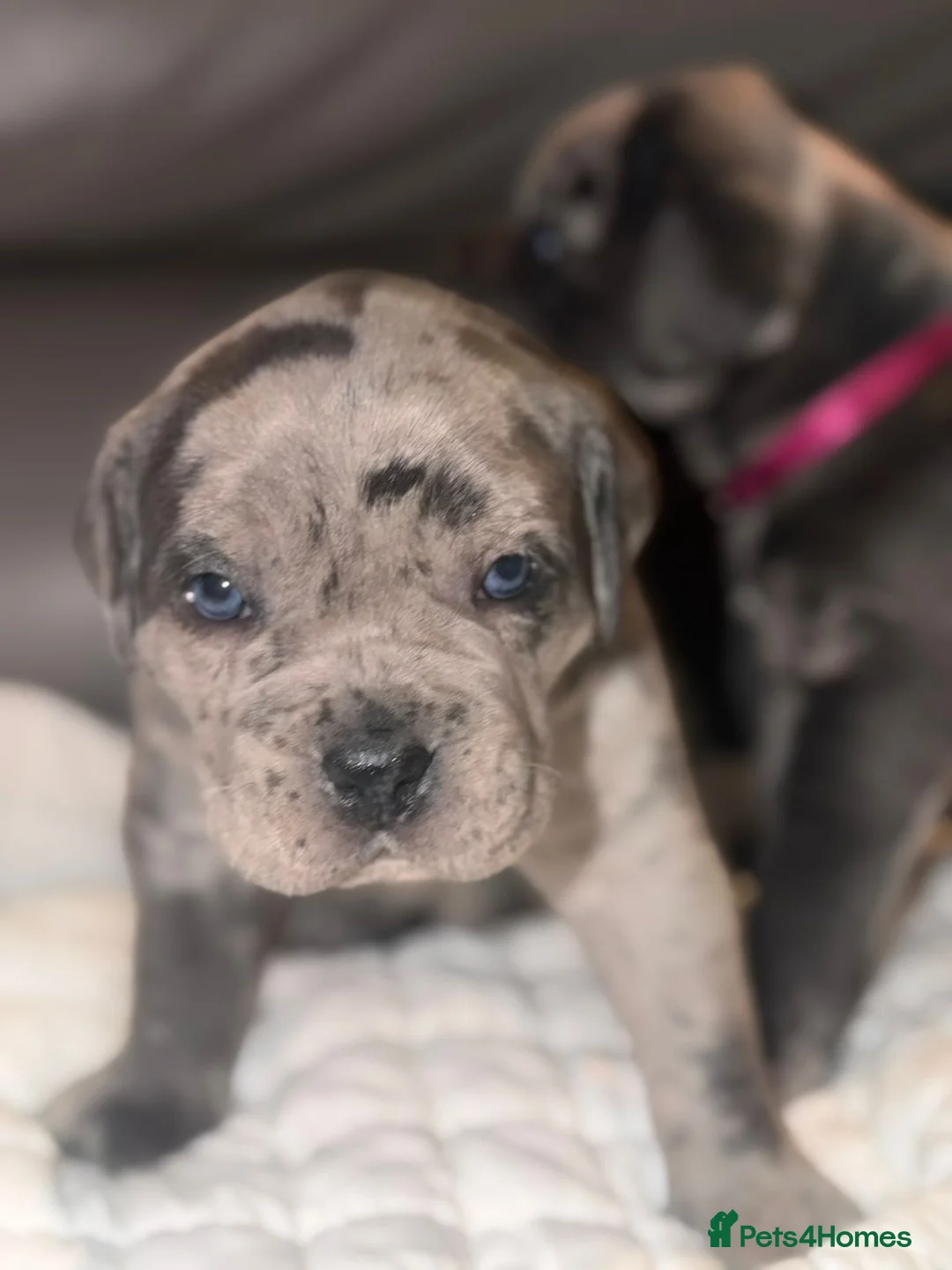 Cane Corso dogs for sale: Beautiful cane corso  - Advert 2