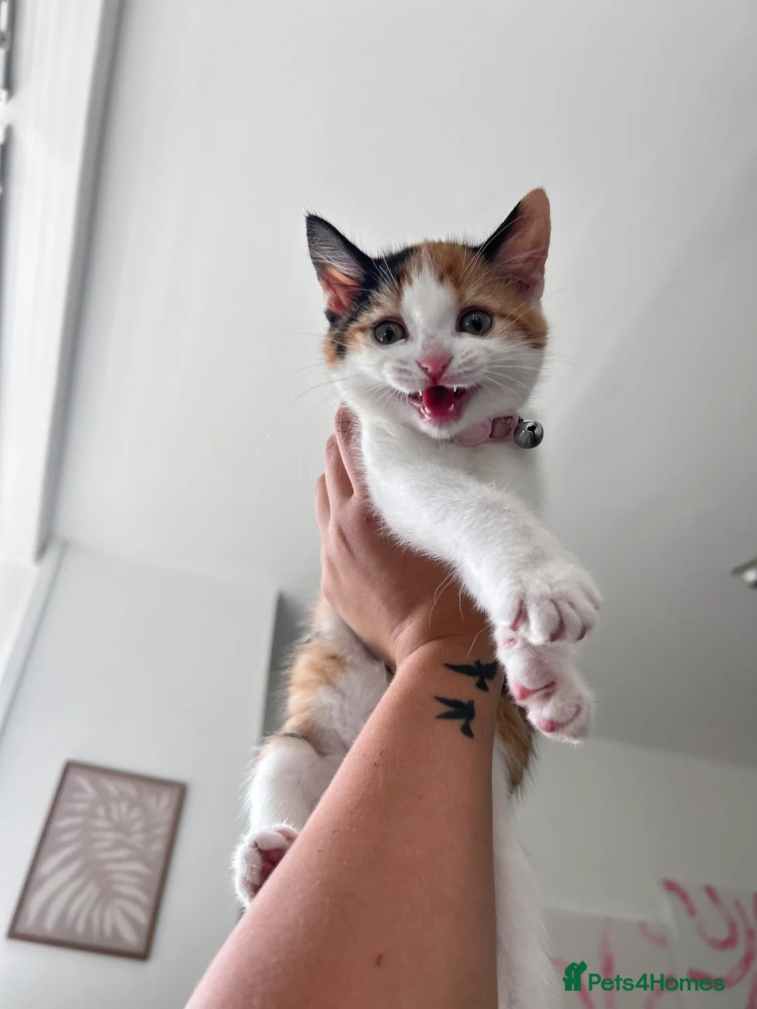 Mixed Breed cats for sale: Mochi Kimchi & Miso - Advert 11