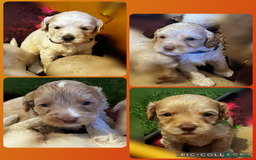 Australian Labradoodle dogs for sale: ♥️ 1 girl left ♥️ tiny tails , big hearts ♥️  - Image 18