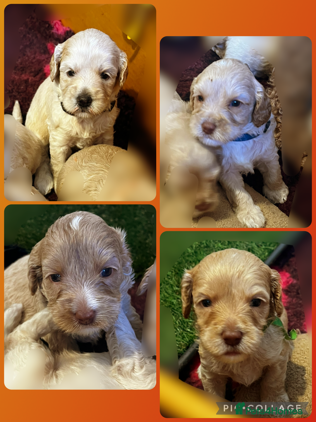 Australian Labradoodle dogs for sale: ♥️ 1 girl left ♥️ tiny tails , big hearts ♥️  - Image 18