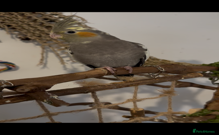 Cockatiels birds - Advert 13