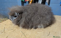 Guinea Pig rodents for sale: Swiss breed guinea pig babies & going adults  - Image 3