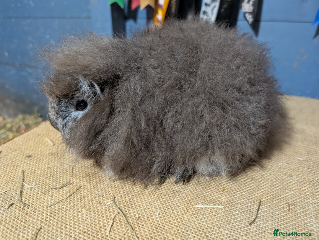 Guinea Pig rodents for sale: Swiss breed guinea pig babies & going adults  - Image 3