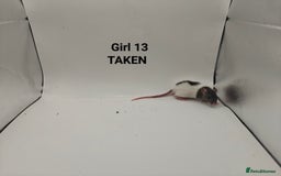 Rat rodents for sale: OCT: 32 Rats (7 Rats: 4 Boys, 3 Girls Left) - Advert 24