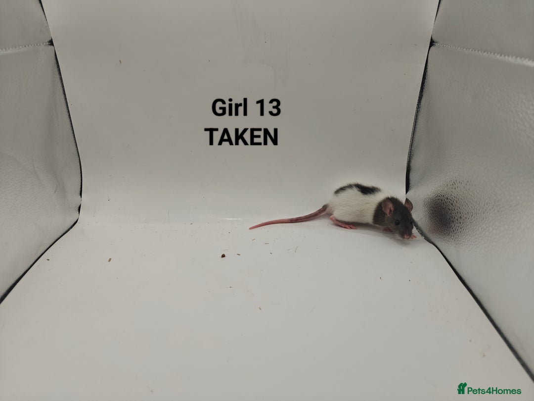 Rat rodents for sale: OCT: 32 Rats (7 Rats: 4 Boys, 3 Girls Left) - Advert 24