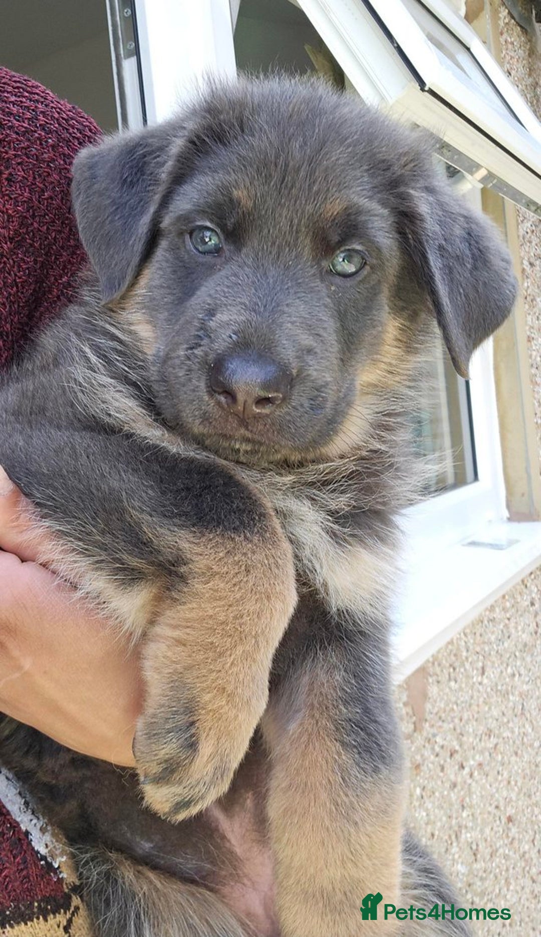 German Shepherd dogs for sale: **ONE GIRL Remaining**German shepherd puppies. - Image 3