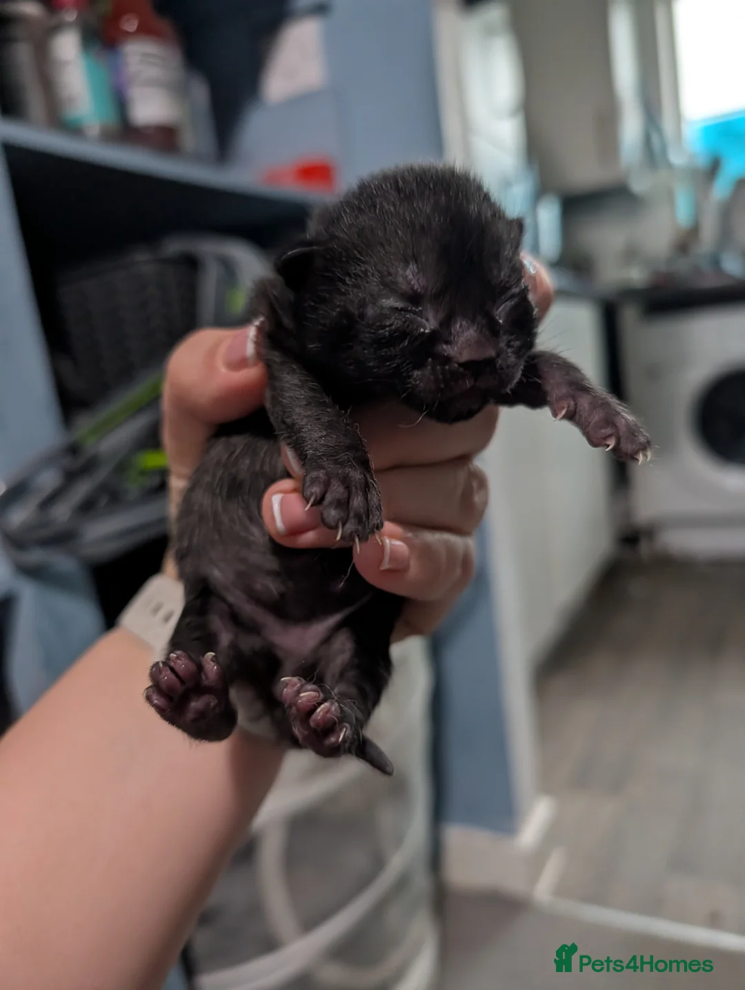 Domestic Shorthair cats for sale: Five kitten, 2 black, 3 tuxedo. Sexes not known - Advert 15