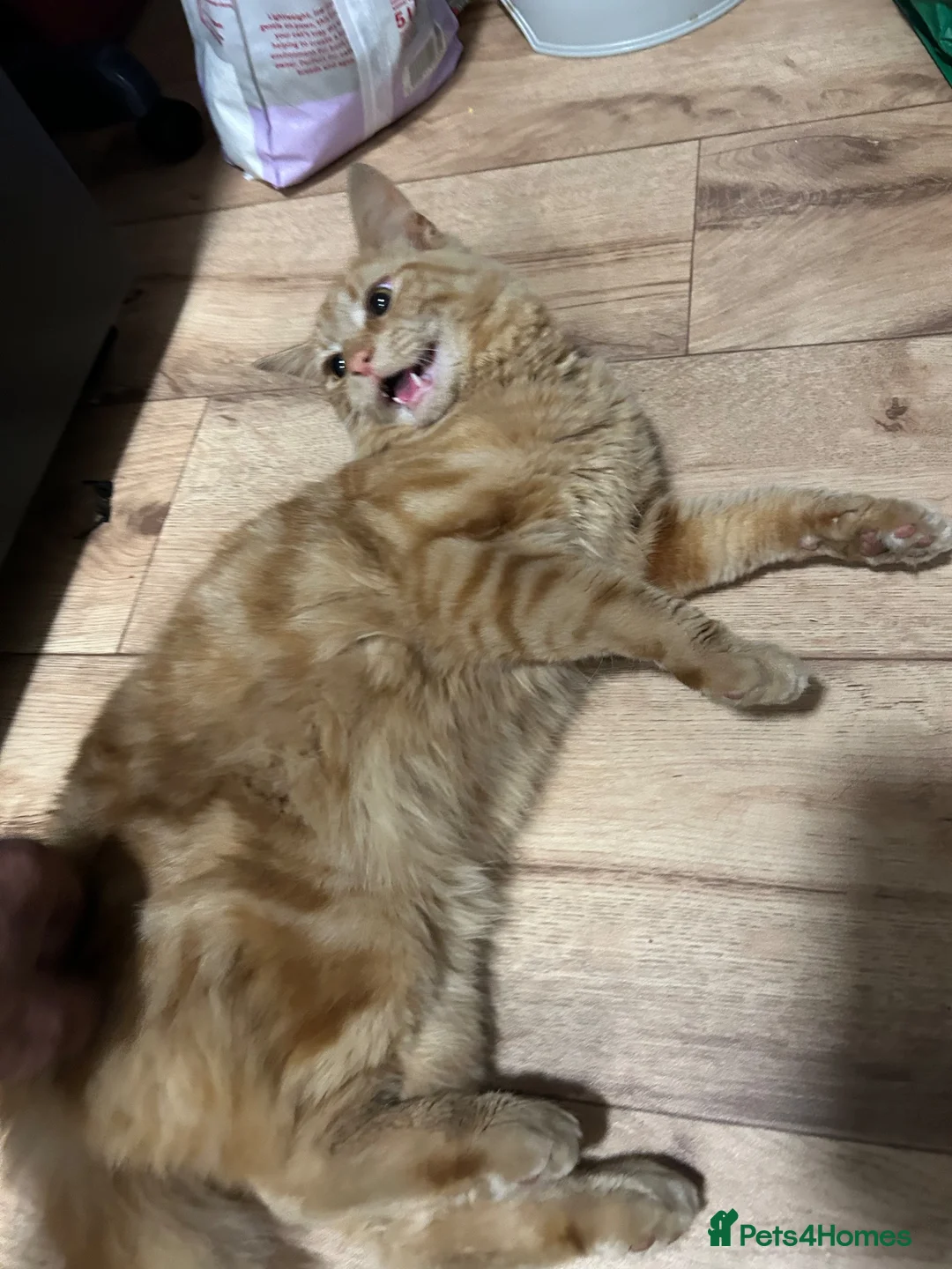 Mixed Breed cats for sale: 1year old male Maine coone X in Ashford - Advert 2