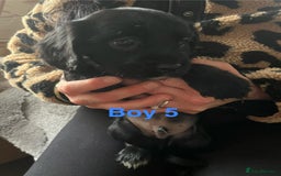 Cocker Spaniel dogs for sale: 8 Beautiful Cavalier X Cocker Spaniel Puppies - Image 11