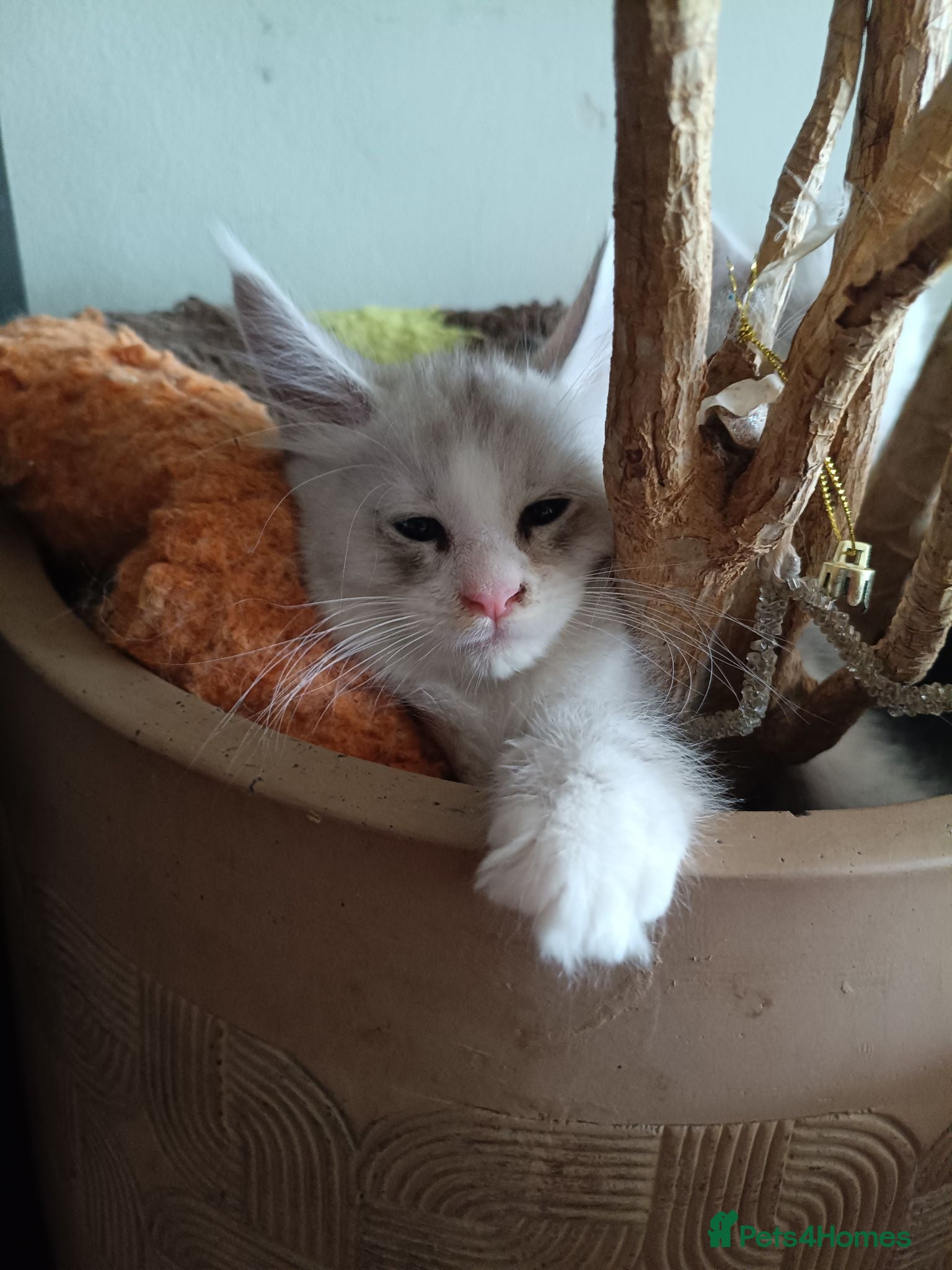 Maine Coon cats Stunning health tested, tica reg kittens 😍 - Advert 1