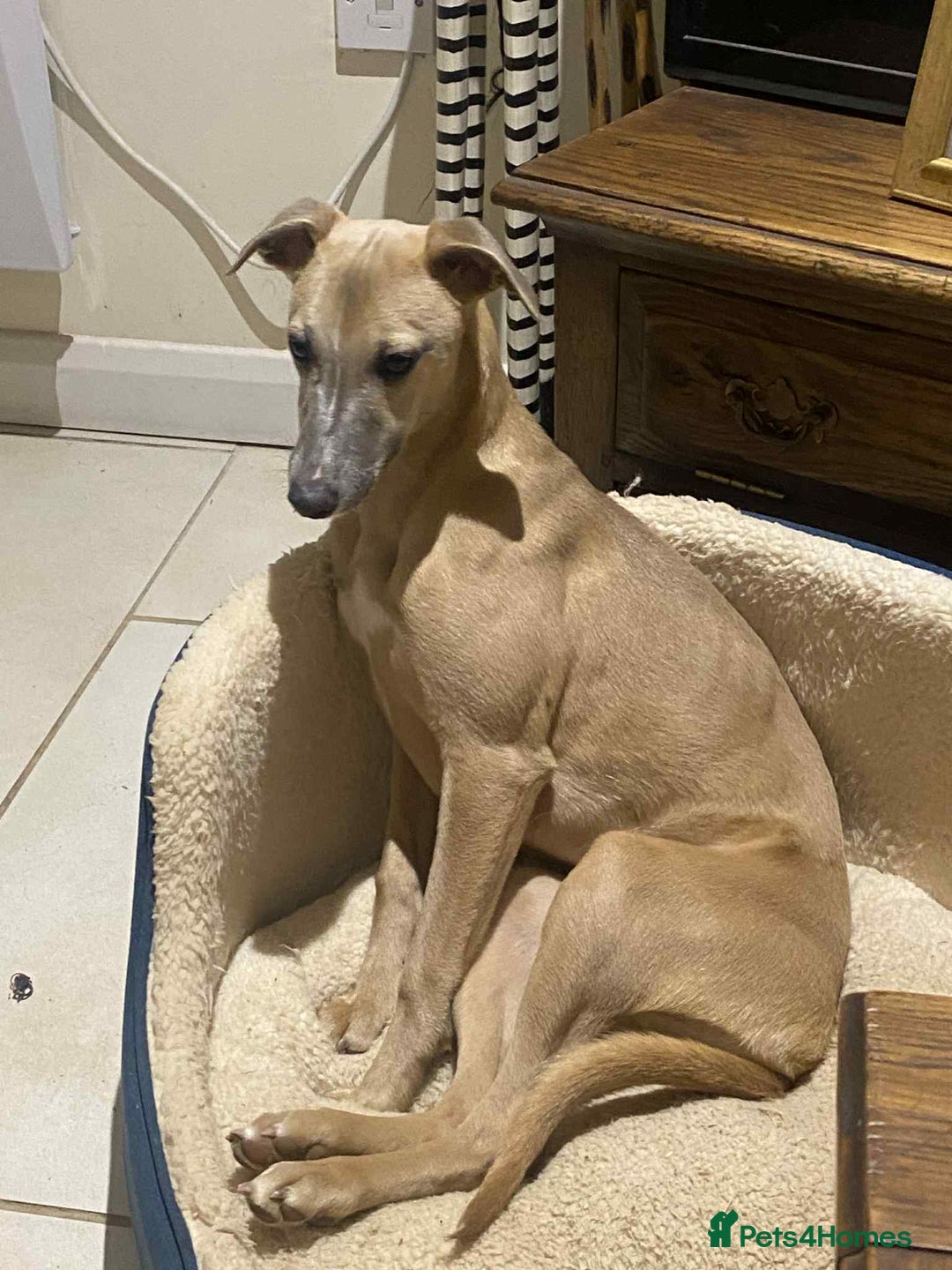 Whippet dogs for sale: 4 beautiful whippet puppies - Advert 28