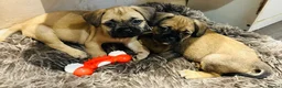 Mixed Breed dogs for sale: Cute puppies  - Advert 5
