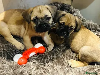 Mixed Breed dogs Cute puppies - Advert 2