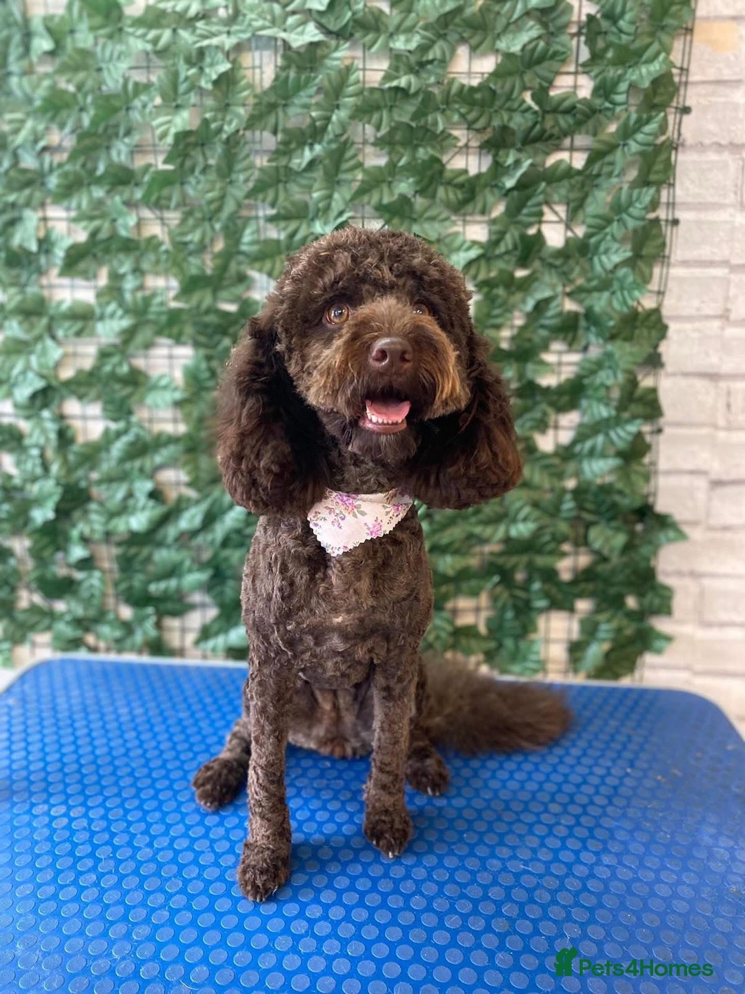 Mixed Breed dogs for sale: Female cockapoo  - Advert 4