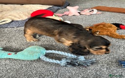 Cocker Spaniel dogs for sale: Handsome boys - Image 23