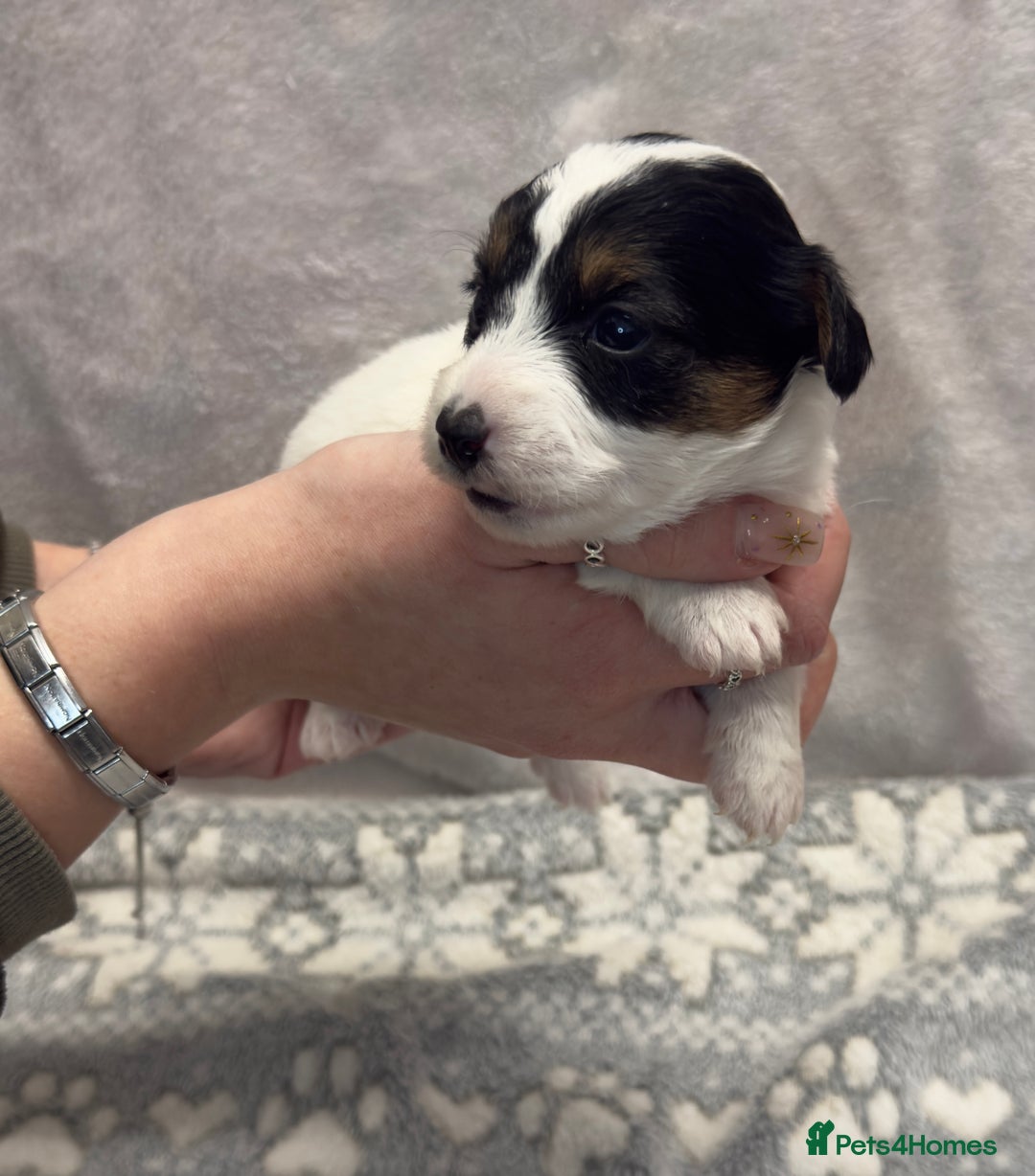 Jack Russell dogs for sale: Bred From Health Tested Parents - Advert 8