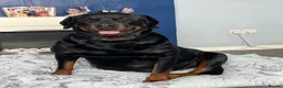 Rottweiler dogs for sale: Beautiful Rottweiler puppies in Derby - Advert 2