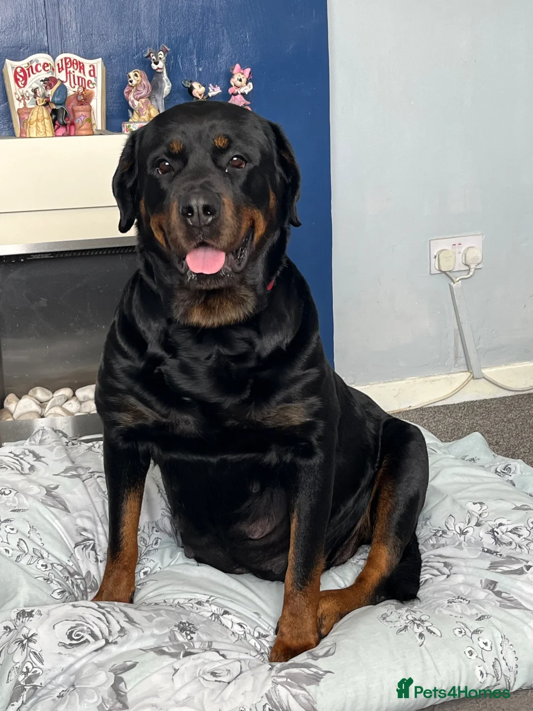 Rottweiler dogs for sale: Beautiful Rottweiler puppies in Derby - Advert 2
