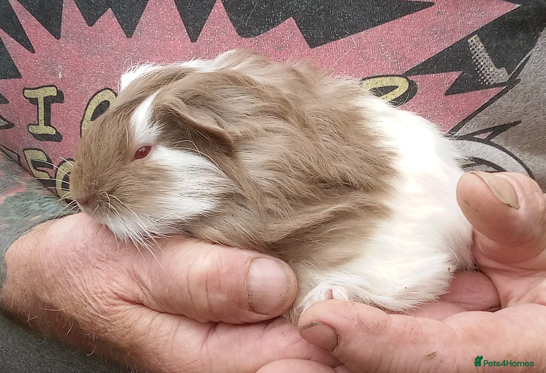 Guinea Pig rodents for sale: Long coated Guinea pigs  - Image 3