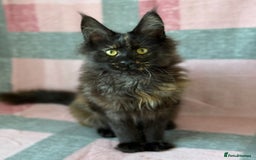 Maine Coon cats for sale: European Blood Lines GCCF Reg Main Coon Kittens  - Image 6