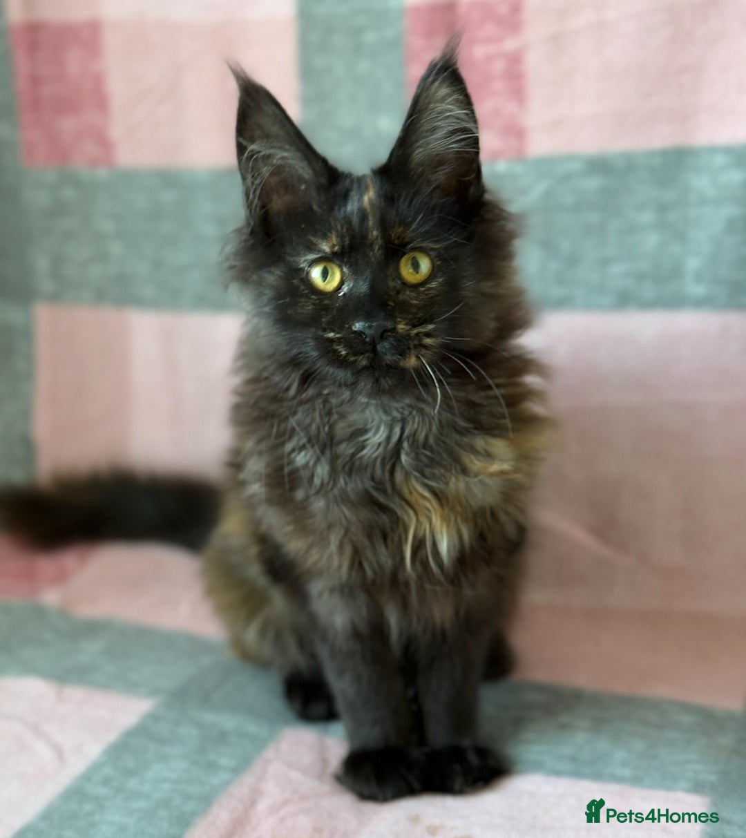Maine Coon cats for sale: European Blood Lines GCCF Reg Main Coon Kittens  - Image 6