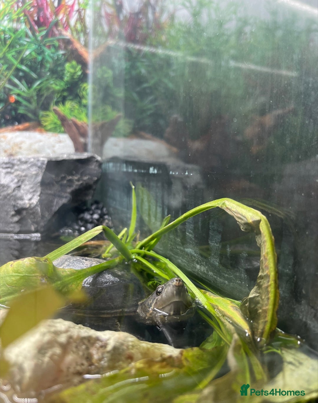 Turtle reptiles for sale: 2 Musk Turtles up for Adoption  - Advert 1