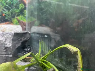 Turtle reptiles 2 Musk Turtles up for Adoption - Advert 3