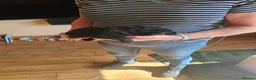 Sheprador dogs for sale: Shepador puppies  in Turriff - Advert 6