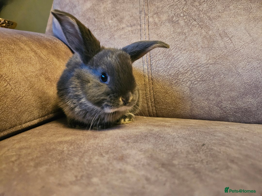 Mixed Breed rabbits for sale: 8 week old grey blue otter netherland dwarf x - Advert 2