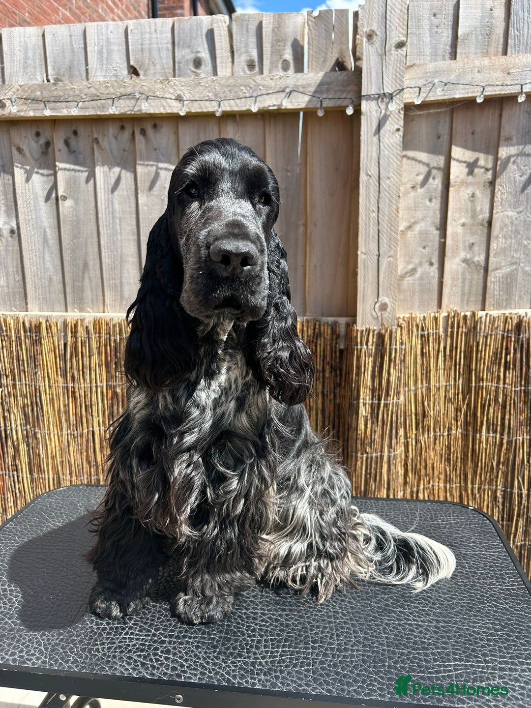 Cocker Spaniel dogs for sale: Beautiful litter of Show Cockers - 5 remaining - Image 28