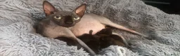 Mixed Breed cats for sale: Last of the litter - Advert 3