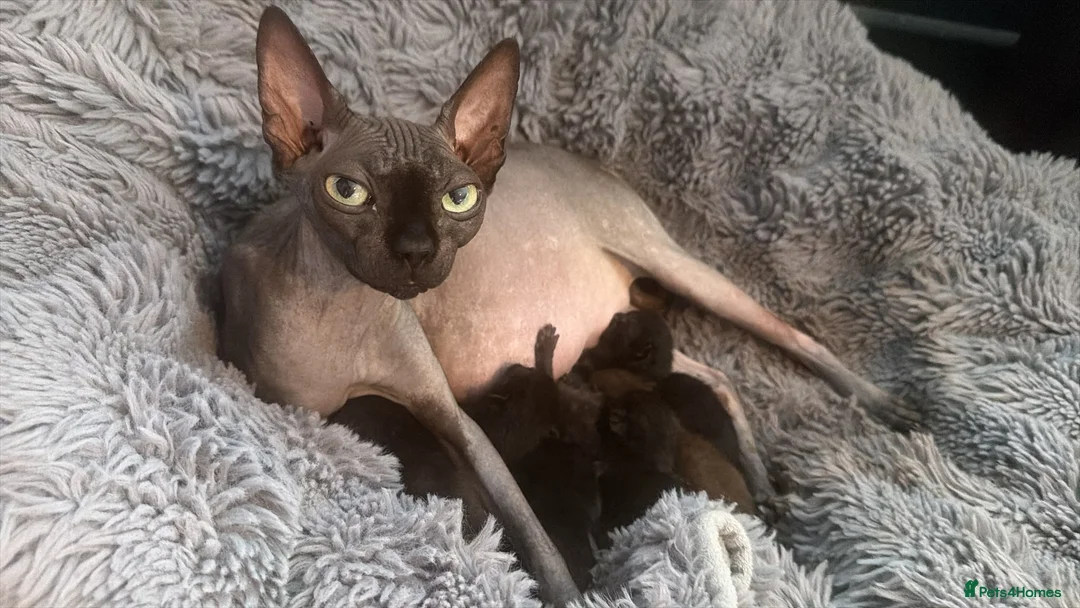 Mixed Breed cats for sale: Last of the litter - Advert 3