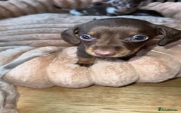 Miniature Dachshund dogs for sale: Miniature Dachshund Puppies - Image 24